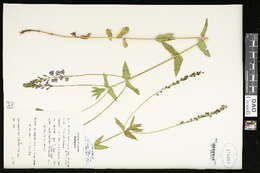 Image of Austrian speedwell