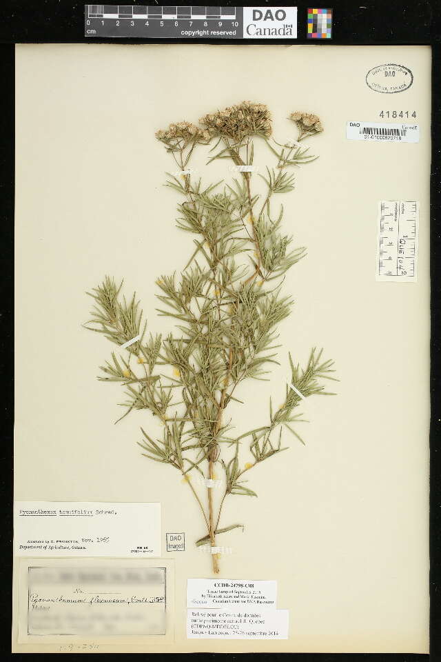 Image of narrowleaf mountainmint