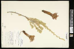 Image of flat-top broomrape