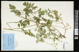 Chaerophyllum temulum L. resmi