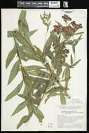 Image of prairie ironweed