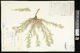 Oreocarya celosioides Eastw. resmi