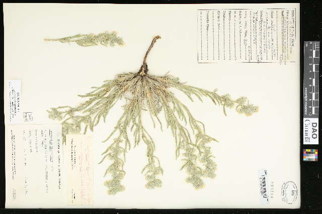 Oreocarya celosioides Eastw. resmi