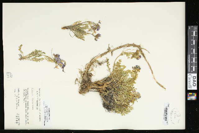 Image de Polemonium elegans Greene