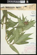 Image of prairie ironweed