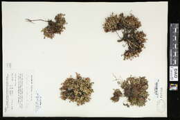 Image of Rocky Mountain dwarf-primrose