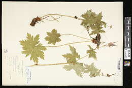 Image of Wood Crane's-bill