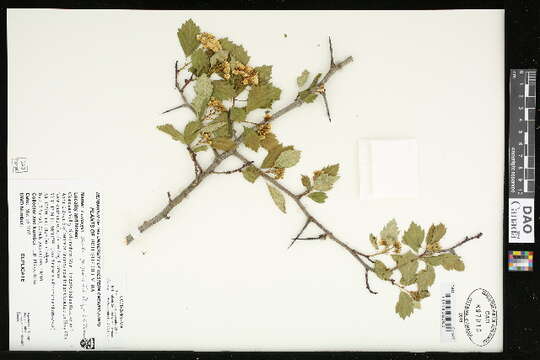 Image of Crataegus sheila-phippsiae J. B. Phipps & O'Kennon