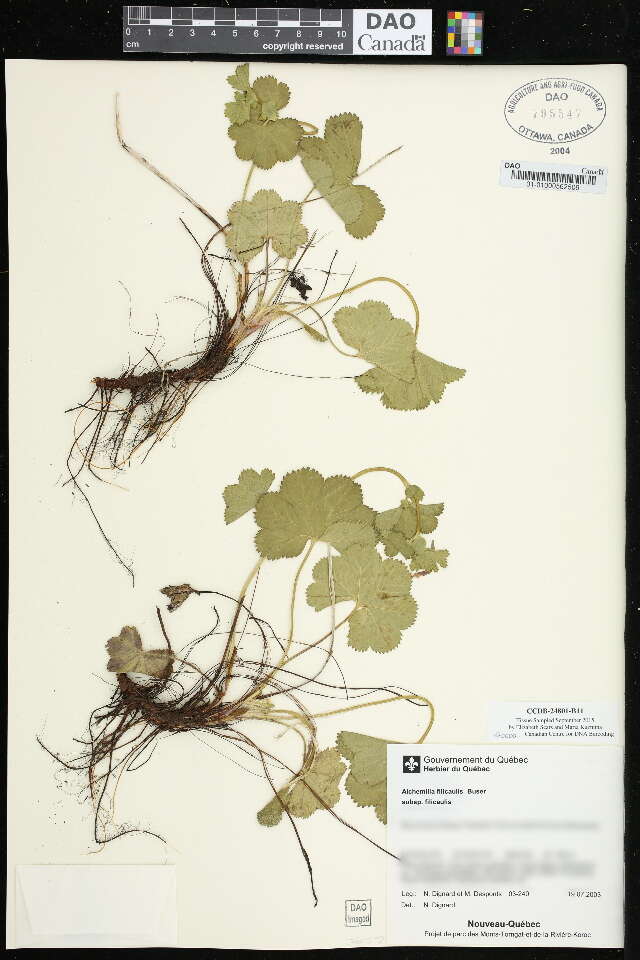 صورة Alchemilla filicaulis Buser