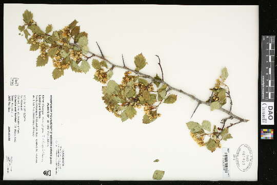 Image of Crataegus sheila-phippsiae J. B. Phipps & O'Kennon