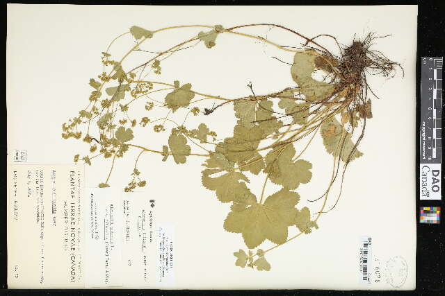 صورة Alchemilla filicaulis Buser