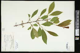 Image of Dahurian buckthorn