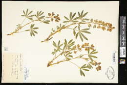 Image of Wyeth's lupine
