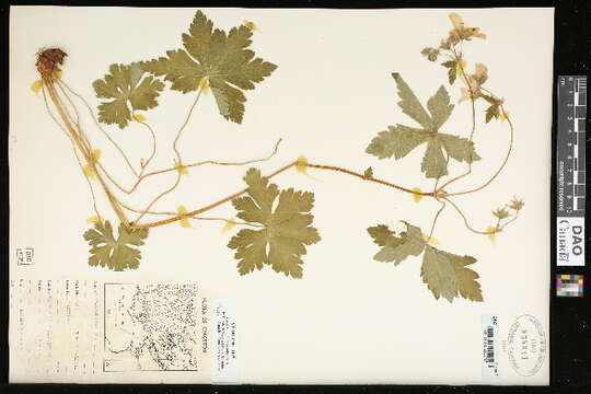 Imagem de Geranium maculatum L.