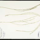 Image of Mezereon