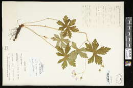 Image of spotted geranium