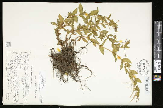 Image of glaucus willowherb