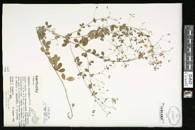 Слика од Lespedeza procumbens Michx.