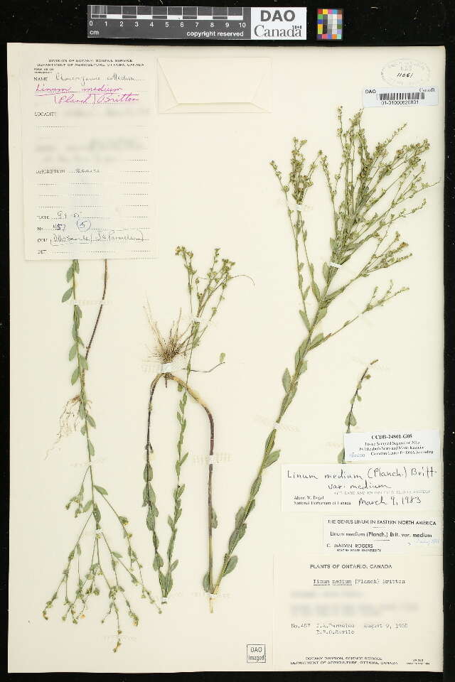 Image of stiff yellow flax