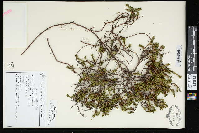 Image of purple crowberry