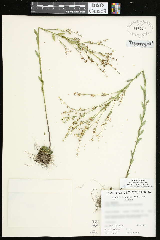 Image of stiff yellow flax