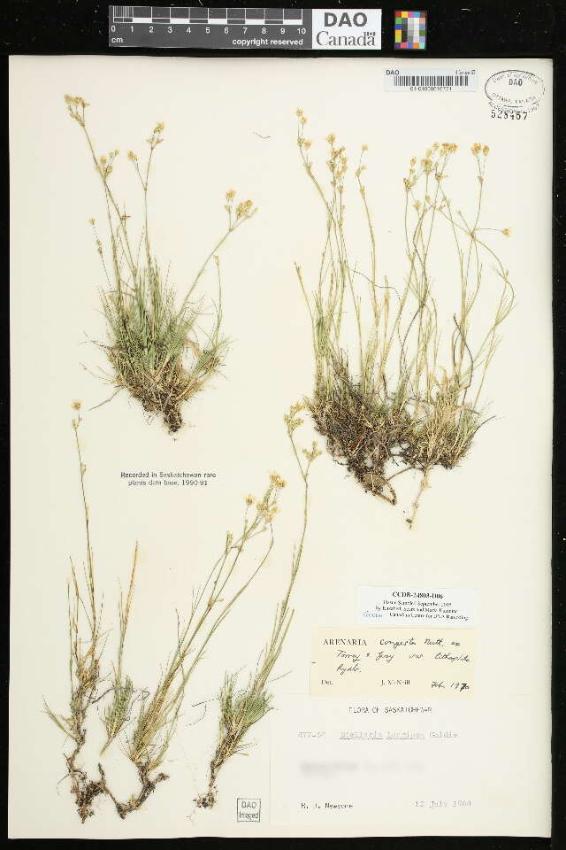 Image of Ballhead Sandwort