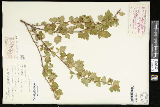 Image of Siberian currant