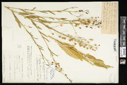 Image of flatseed false flax