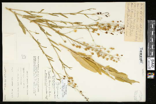 Image of false flax