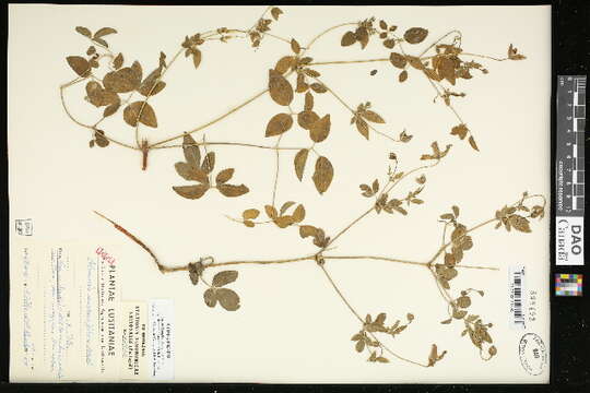 Image de Clematis viticella subsp. campaniflora (Brot.) O. Kuntze