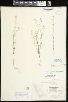 Image of Nelson's tansymustard