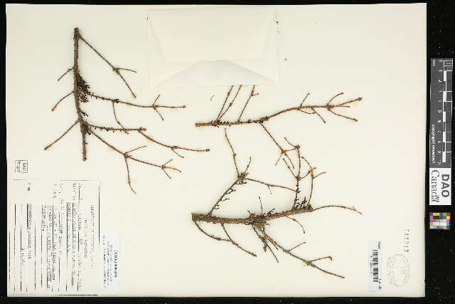 Image of eastern dwarf mistletoe