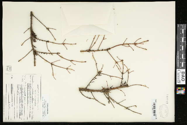 Image de Arceuthobium pusillum M. E. Peck