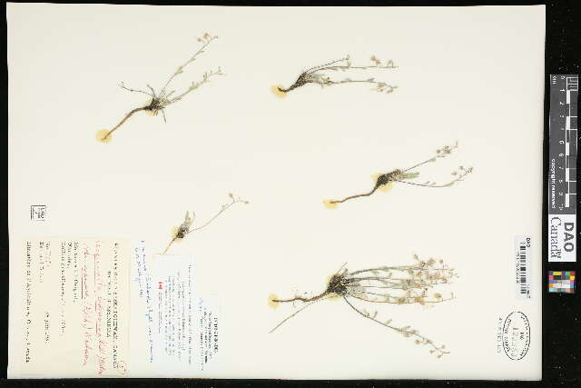 Image of Physaria arenosa (Richardson) O'Kane & Al-Shehbaz