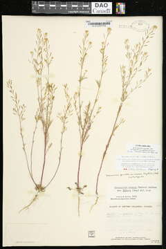 Image of Nelson's tansymustard