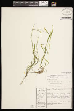 صورة Potamogeton berchtoldii subsp. berchtoldii