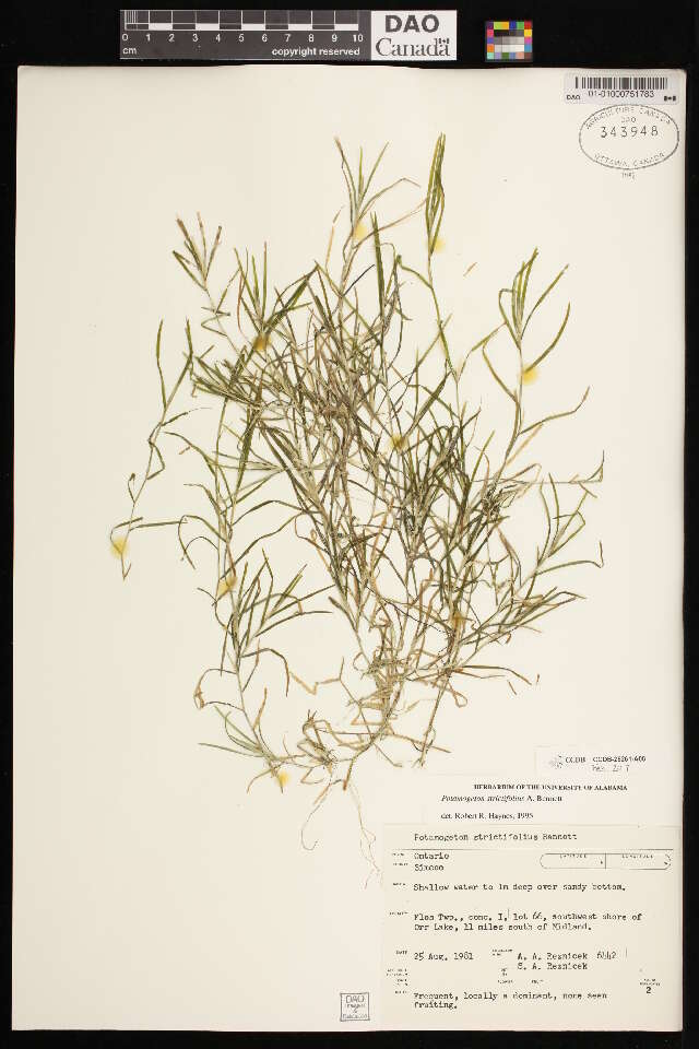 Image of narrow-leaved pondweed