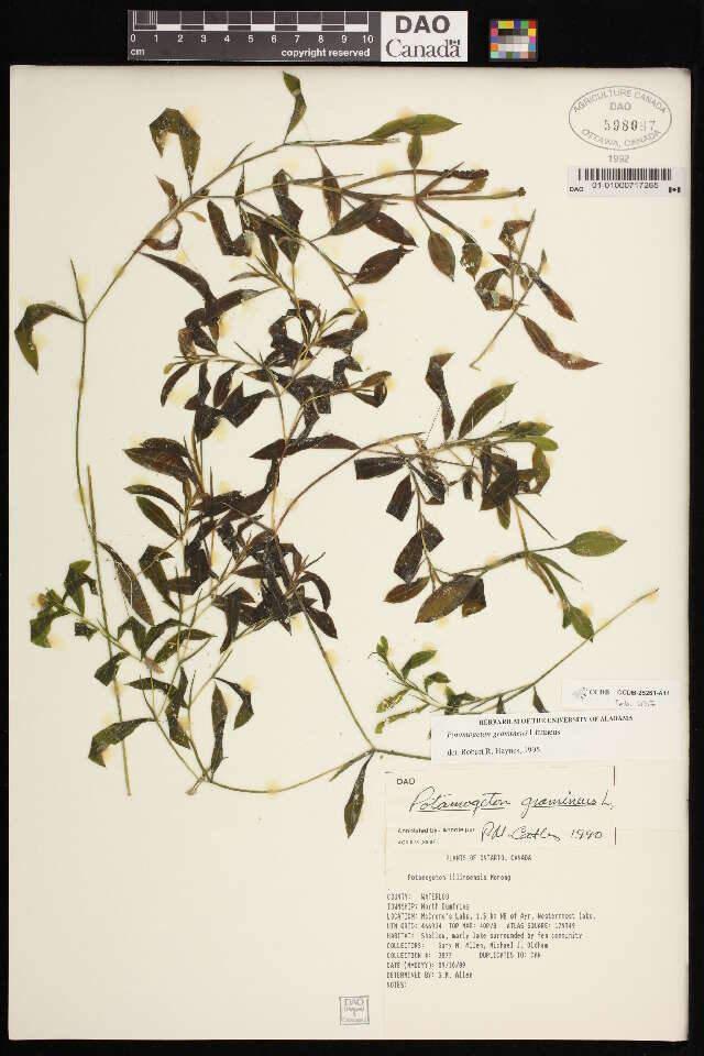 Image of Various-leaved Pondweed