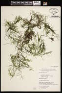 Image of Greenland pondweed