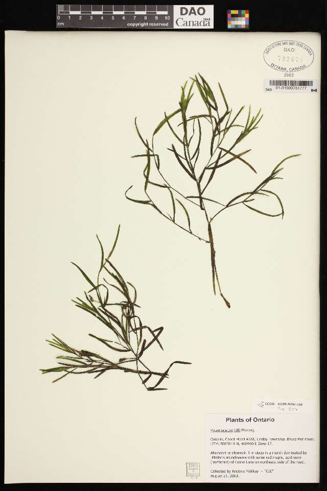 Image of Hill's pondweed
