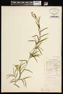 Image of Robbins' pondweed