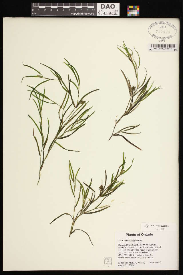 Image of Hill's pondweed