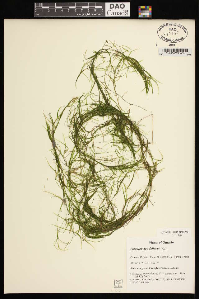 صورة Potamogeton foliosus Raf.