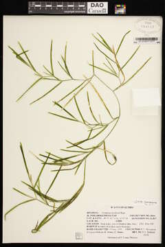 Image of Flat-stalked Pondweed