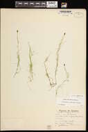 Sivun Potamogeton confervoides Rchb. kuva