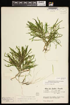 Image of Blunt-leaved Pondweed