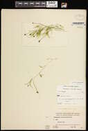 Sivun Potamogeton confervoides Rchb. kuva