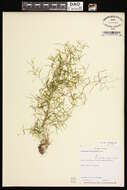 Image of narrow-leaved pondweed