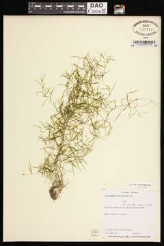 Image of narrow-leaved pondweed