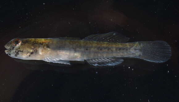 Image of Seaboard goby